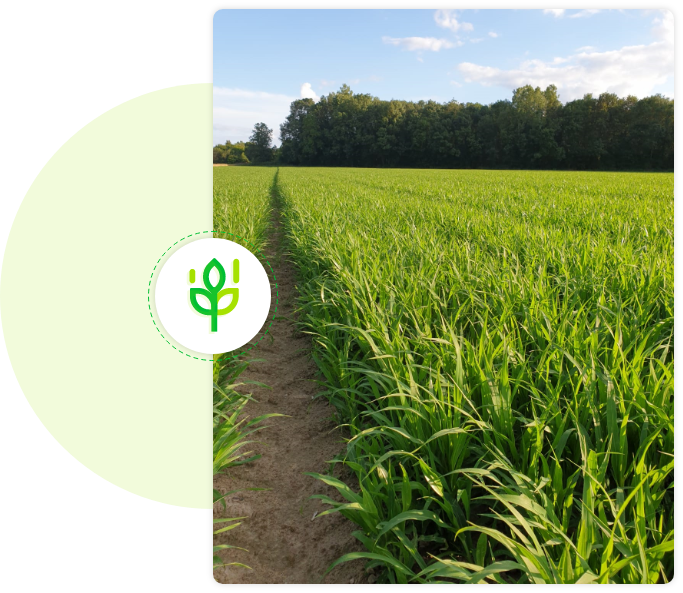 Photo-champs--ASTRID-AGRI-CONSEIL---Conseil-indépendant-en-agronomie